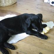 Blanding af racer Picasso