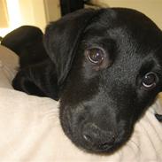 Blanding af racer Picasso