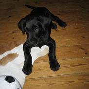 Blanding af racer Picasso