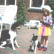 Dansk svensk gaardhund Lady