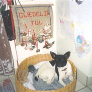 Dansk svensk gaardhund Lady