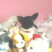 Dansk svensk gaardhund Lady