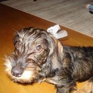 Gravhund Ruhåret Eddie RIP November 2017