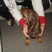 Gravhund Ruhåret Eddie RIP November 2017