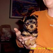 Yorkshire terrier honney