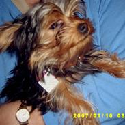 Yorkshire terrier honney