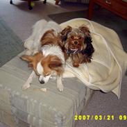 Yorkshire terrier honney