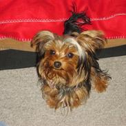 Yorkshire terrier honney