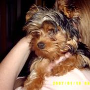 Yorkshire terrier honney