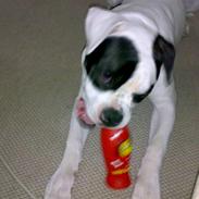 Amerikansk bulldog mille