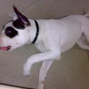 Amerikansk bulldog mille