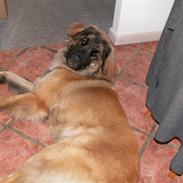 Leonberger Keiko ( i himlen)