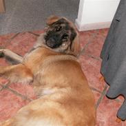 Leonberger Keiko ( i himlen)        