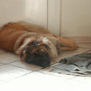 Leonberger Keiko ( i himlen)