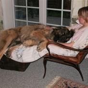 Leonberger Keiko ( i himlen)        