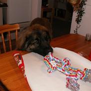 Leonberger Keiko ( i himlen)