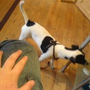 Dansk svensk gaardhund sally