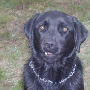 Labrador retriever bella