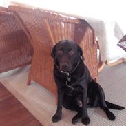 Labrador retriever Bella