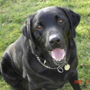 Labrador retriever Henneberg´s Elvis <3