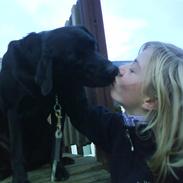 Labrador retriever Henneberg´s Elvis <3