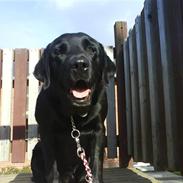 Labrador retriever Henneberg´s Elvis <3