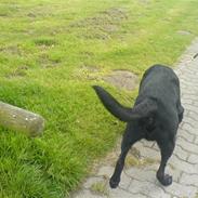 Labrador retriever Silas