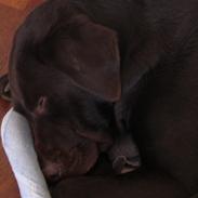 Labrador retriever Bella