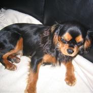 Cavalier king charles spaniel Sandye