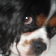 Cavalier king charles spaniel Robin