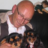 Cavalier king charles spaniel Sandye