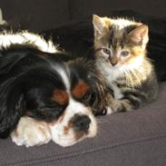 Cavalier king charles spaniel Robin