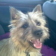 Cairn terrier oliver :) 