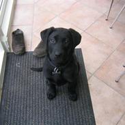 Labrador retriever Kenza