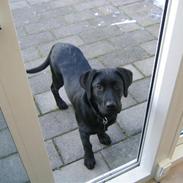 Labrador retriever Kenza