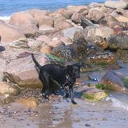 Labrador retriever Kenza