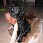 Labrador retriever Kenza