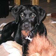 Labrador retriever Kenza