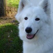 Samojedhund Sally