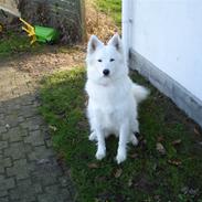 Samojedhund Sally