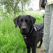 Labrador retriever Marcus