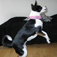 Blanding af racer Bella