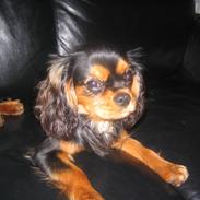 Cavalier king charles spaniel Sandye