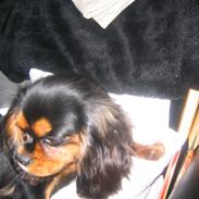 Cavalier king charles spaniel Sandye