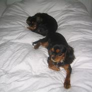 Cavalier king charles spaniel Sandye