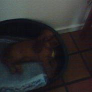 Cocker spaniel chico