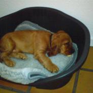 Cocker spaniel chico