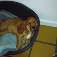 Cocker spaniel chico