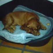 Cocker spaniel chico