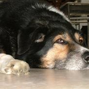 Blanding af racer Jocky